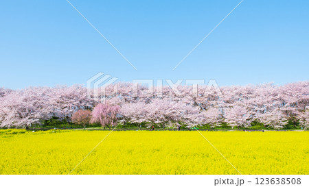 権現堂桜堤 123638508