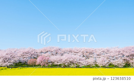 権現堂桜堤 123638510