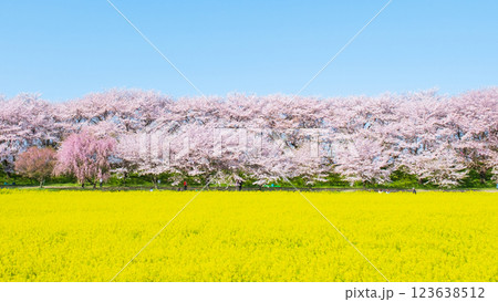 権現堂桜堤 123638512