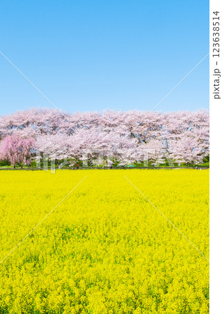 権現堂桜堤 123638514