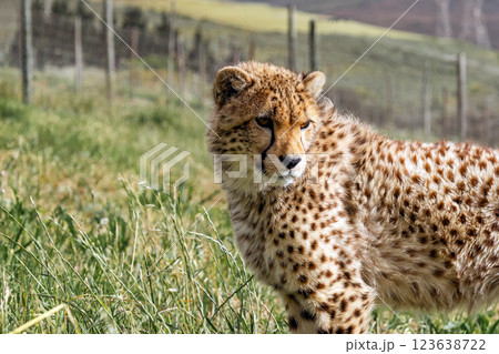 cheetah in rehabilitation centre cheetah in rehabilitation centre 123638722