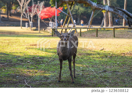 【秋】奈良公園の鹿【紅葉】 【秋】奈良公園の鹿【紅葉】 123638812
