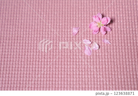 Cherry bossom isolated on pink background with copy space. sign of spring. Cherry bossom isolated on pink background with copy space. sign of spring. 123638871