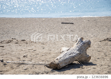 流木と海 流木と海 123638896