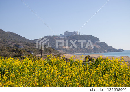 伊良湖岬 菜の花 123638902