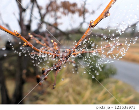 蜘蛛の糸に真珠のような雨粒、霧雨にしかできない 123638973