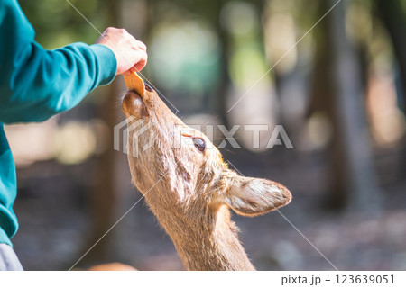 鹿せんべいを食べる奈良公園の鹿 123639051