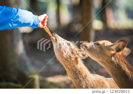 鹿せんべいを食べる奈良公園の鹿 鹿せんべいを食べる奈良公園の鹿 123639053