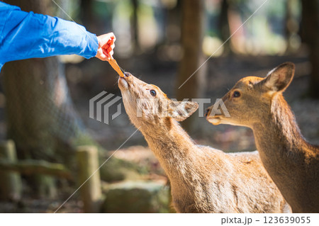 鹿せんべいを食べる奈良公園の鹿 123639055