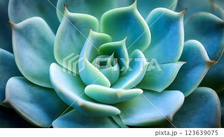 High-Resolution Macro Texture of a Succulent Plant, Plump Fleshy Leaves with Water-Storing Cells in Soft Blue-Green Hue High-Resolution Macro Texture of a Succulent Plant, Plump Fleshy Leaves with Water-Storing Cells in Soft Blue-Green Hue 123639075