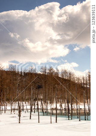 氷が溶け始めた青い池 氷が溶け始めた青い池 123639111