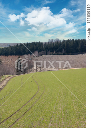 春の丘陵地帯の麦畑 123639119