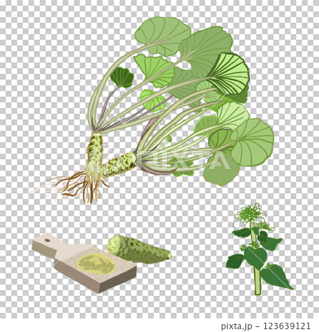 Wasabi illustration 123639121