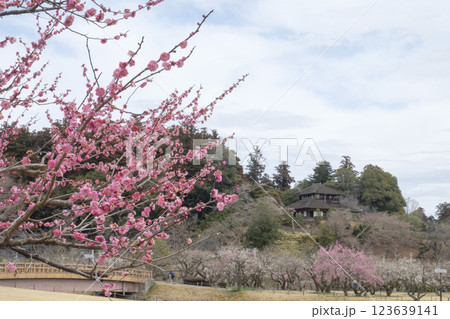 観梅の偕楽園と梅林と好文亭 観梅の偕楽園と梅林と好文亭 123639141