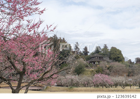 観梅の偕楽園と梅林と好文亭　 123639142