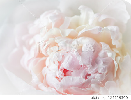White pink peony petals. Soft focus. Abstract floral background for holiday design. High quality photo White pink peony petals. Soft focus. Abstract floral background for holiday design. High quality photo 123639300