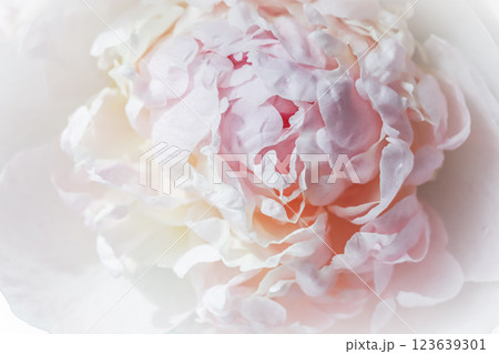 White pink peony petals. Soft focus. Abstract floral background for holiday design. High quality photo White pink peony petals. Soft focus. Abstract floral background for holiday design. High quality photo 123639301