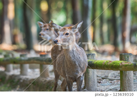 奈良公園の鹿 123639310