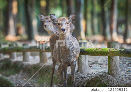 奈良公園の鹿 123639311