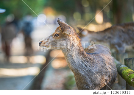 奈良公園の鹿 123639313
