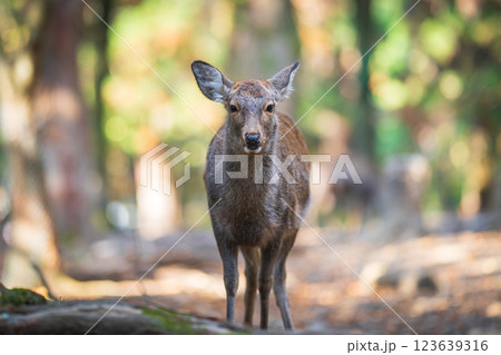 奈良公園の鹿 123639316
