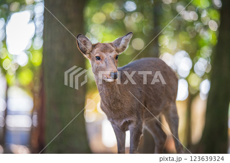 奈良公園の鹿 123639324
