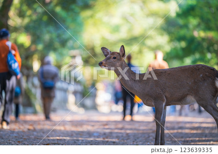 奈良公園の鹿 123639335