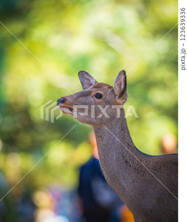 奈良公園の鹿 123639336