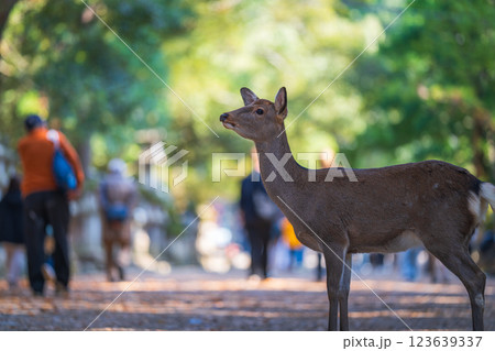 奈良公園の鹿 123639337