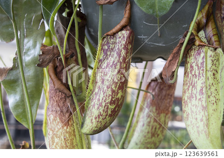 ウツボカズラ 123639561