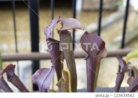 サラセニア 123639562