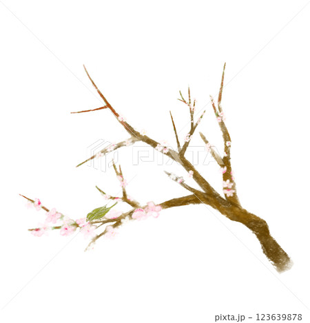 梅の花と鶯のおしゃれリアルな手書きイラスト 梅の花と鶯のおしゃれリアルな手書きイラスト 123639878