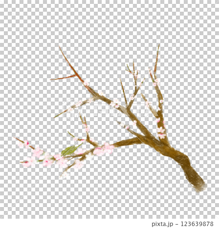 梅の花と鶯のおしゃれリアルな手書きイラスト 梅の花と鶯のおしゃれリアルな手書きイラスト 123639878