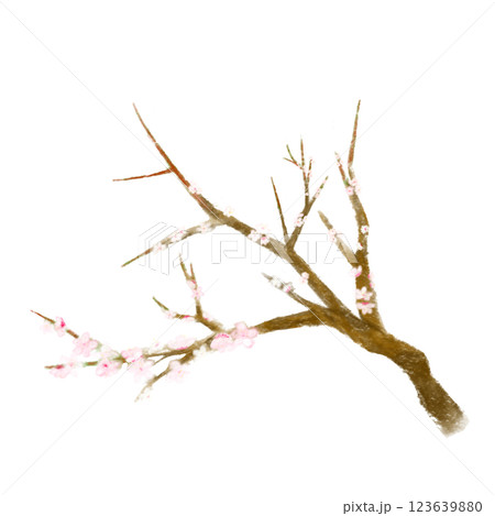 梅の花のおしゃれリアルな手書きイラスト 123639880