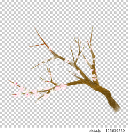 梅の花のおしゃれリアルな手書きイラスト 123639880