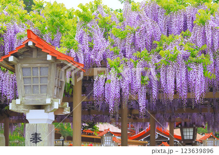 満開の美しい藤の花 満開の美しい藤の花 123639896