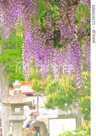 新緑と満開の藤の花 新緑と満開の藤の花 123639905