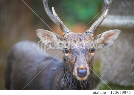 奈良公園の鹿 123639976