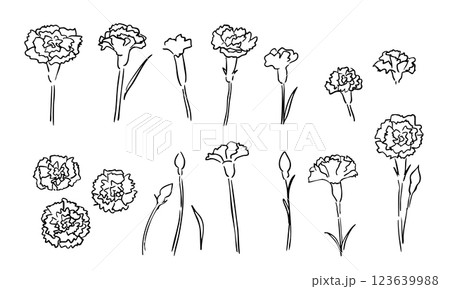 手描きのカーネーションイラスト。母の日のカーネーション線画。花の線画イラスト。 手描きのカーネーションイラスト。母の日のカーネーション線画。花の線画イラスト。 123639988