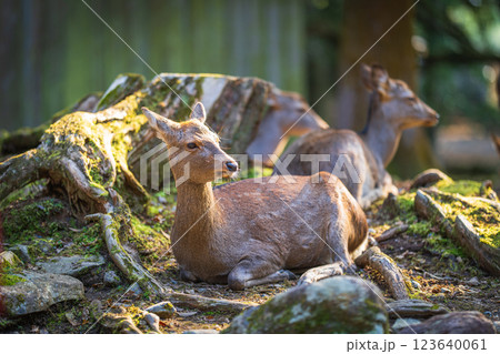 奈良公園の鹿 123640061