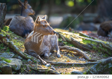奈良公園の鹿 123640062