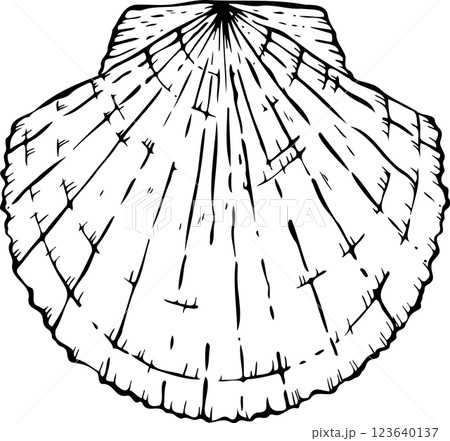 スケッチホタテ貝 123640137