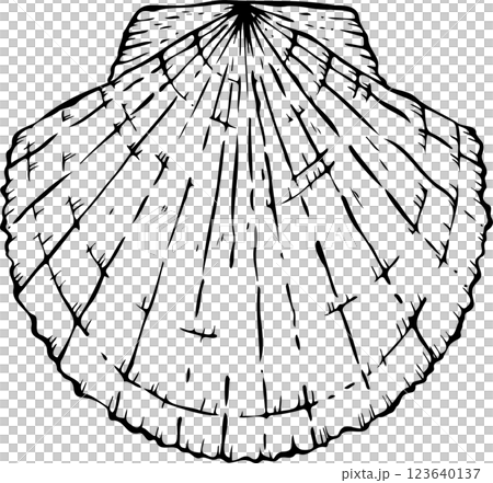 スケッチホタテ貝 123640137