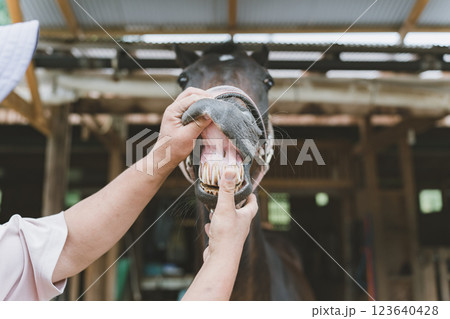 involved with horses involved with horses 123640428