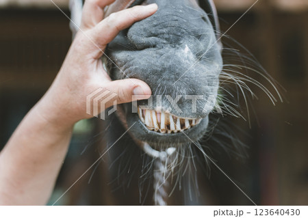 involved with horses 123640430