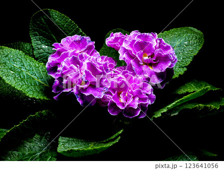 Violet Primula Flowers with Water Droplets 123641056