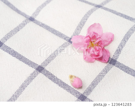 Cherry blossom isolated on white cloth with copy space, sign of spring. Cherry blossom isolated on white cloth with copy space, sign of spring. 123641283