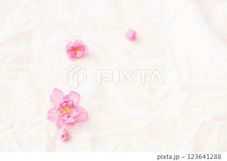 Cherry blossom isolated on white cloth with copy space, sign of spring. 123641288