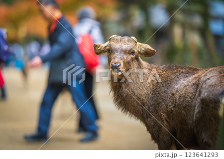 【秋】奈良公園の鹿【紅葉】 123641293