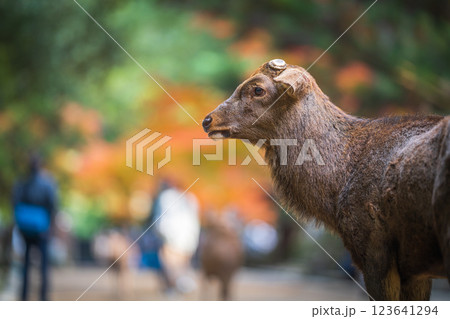 【秋】奈良公園の鹿【紅葉】 123641294